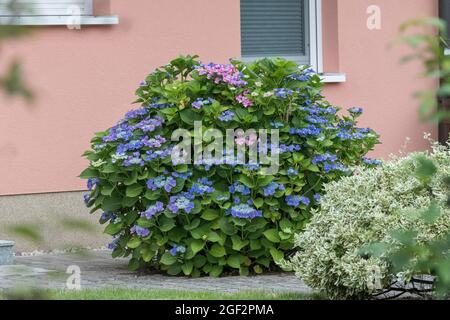 Hortensia de jardin, hortensia de chapeau de dentelle (Hydrangea macrophylla 'Blaumeise', Hydrangea macrophylla Blaumeise), cultivar de fleur Blaumeise Banque D'Images