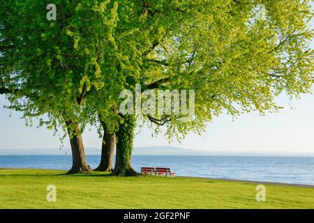 Érable argenté, érable blanc, érable à oeil d'oiseau (Acer saccharinum), bancs sous une grande érable argenté sur la rive du lac Constance près d'Arbon, Banque D'Images