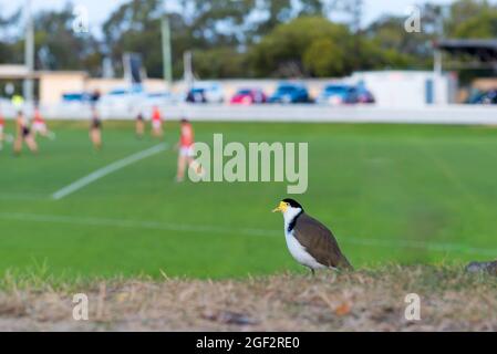 Un oiseau masqué de lapwing (Vanellus Miles) patrouille sur la rive de l'herbe au sol de TCA à Hobart. C'est un oiseau grand et commun, originaire de l'Australie Banque D'Images