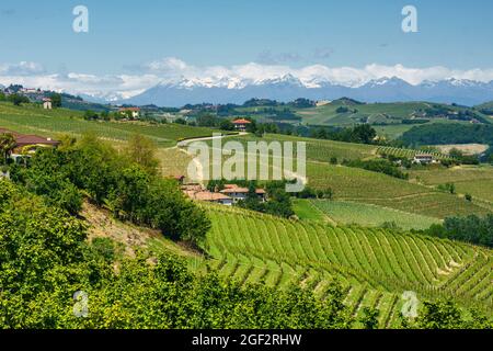 Paysage rural de vignes au printemps à Langhe, province de Cuneo, Piémont, Italie, site du patrimoine mondial de l'UNESCO. Banque D'Images