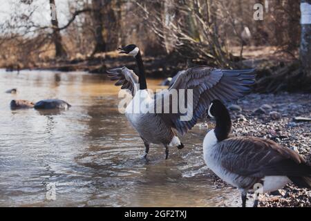 Deux bernaches du Canada, Branta canadensis, se détendent pendant la migration - l'une d'elles propageant les ailes. Banque D'Images