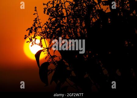 Coucher de soleil orange accompagné de la silhouette de plantes dans la ville de Madrid et quelques nuages dans le ciel, en Espagne. Europe. Banque D'Images