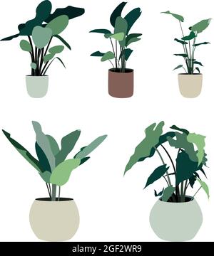 Image vectorielle de plantes en pot à l'intérieur et à l'extérieur. Conception à vecteur plat isolée sur fond blanc. Image pour cartes postales, bannières, publicités... Illustration de Vecteur