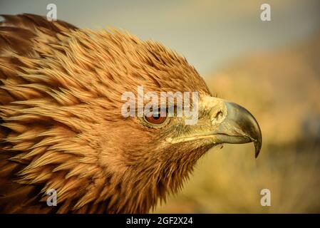 Golden aigles, Mongolie. Banque D'Images