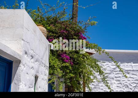 Bougainvillea fleurs violettes fleurs fraîches plantes ornementales lumineuses sur la maison décoration de toit et amphora en céramique à l'île de Kimolos, village de Chora Cycl Banque D'Images