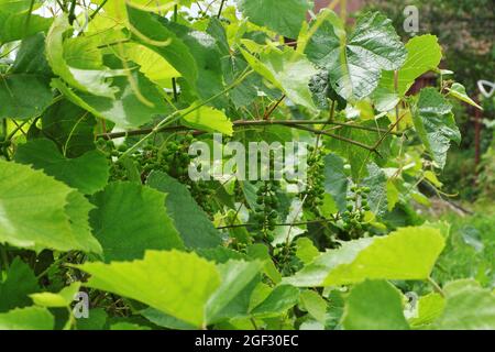 Des grappes de jeunes raisins mûrissent sur une plantation parmi des feuilles vertes. Mise au point sélective. Banque D'Images