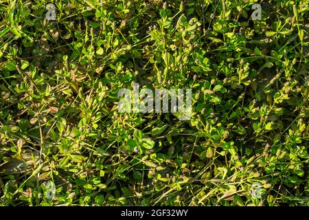 Très petit motif vue du dessus de l'herbe verte et cette herbe a des fleurs et des fruits Banque D'Images