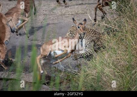 Un léopard, Panthera pardus, chase un impala, Aepyceros melampus Banque D'Images