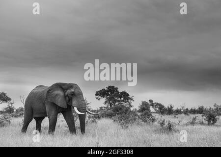 Un éléphant, Loxodonta africana, traverse une clairière, en noir et blanc