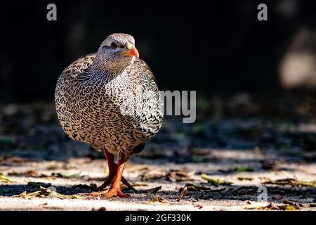 Une volaille surnatale, Pternistis natalensis, marche vers la caméra, regard direct Banque D'Images