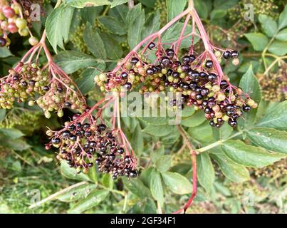 SUREAU Sambucus photo: Tony Gale Banque D'Images