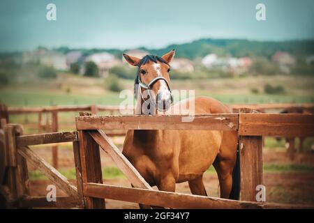 Un beau cheval de baie se dresse dans un enclos avec une clôture en bois sur une ferme, et sur le fond d'un paysage rustique et d'un ciel bleu en été Banque D'Images