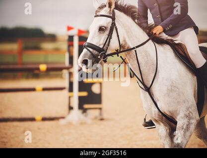 Un beau cheval gris aux prises avec un cavalier dans la selle saute rapidement autour de l'arène près des barrières pour le saut de spectacle lors d'une journée d'été. Equestria Banque D'Images