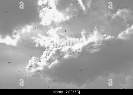 Dispersion d'un troupeau d'oiseaux devant un paysage nuageux céleste à Brighton, East Sussex, Royaume-Uni Banque D'Images