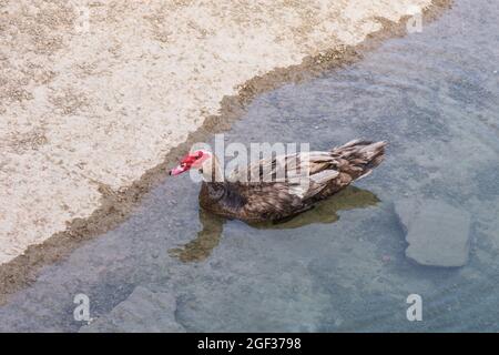 Canard mouscovy, canard de Barbarie, canard mouscovy domestique, Cairina moschata domestica, domestique dans un étang artificiel, Espagne. Banque D'Images