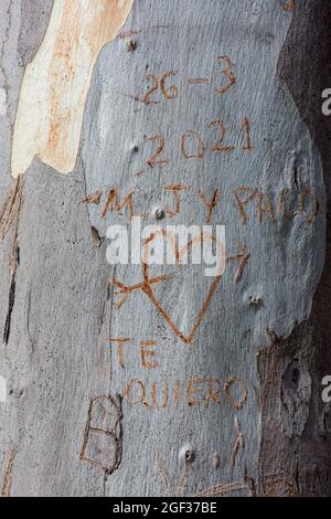 Initiales des amoureux sculptées dans l'écorce d'arbre, Espagne. Banque D'Images