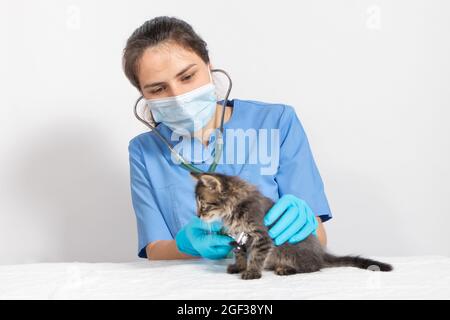 Coronavirus Et Pneumonie Chez Un Chat Le Veterinaire Examine Le Coeur Et Les Poumons Du Chaton Avec Un Stethoscope Photo Stock Alamy