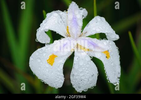 Iris sauvage ou iris fée (Dietes grandiflora). KwaZulu Natal. Afrique du Sud Banque D'Images