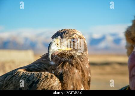 Golden aigles, Mongolie. Banque D'Images