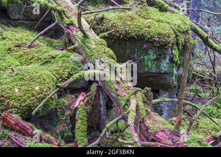 Vieux tronc d'arbre pourri sur un terrain rocheux dans un ancien bois naturel Banque D'Images