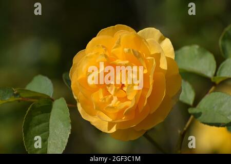 Une rose jaune en pleine fleur sur une rose en plein soleil Banque D'Images