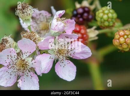 Belle fleur rose blanche de la mûre commune, la ruée (Rubus fruticosus) avec des baies de fond poussant sauvage sur la plaine de Salisbury, Wiltshire Banque D'Images