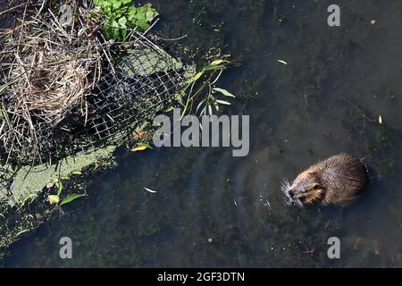 Wolfsburg, Allemagne. 23 août 2021. Un rat musqué (rat musqué) nage dans la rivière aller. Credit: Swen Pförtner/dpa/Alay Live News Banque D'Images
