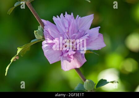 Italie, Lombardie, Rose Hibiscus, Rose de Sharon, arbuste Althea Hibiscus Syriacus Banque D'Images