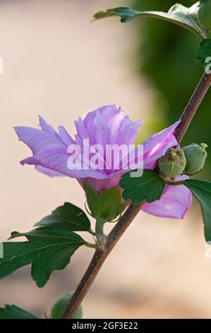 Italie, Lombardie, Rose Hibiscus, Rose de Sharon, arbuste Althea Hibiscus Syriacus Banque D'Images