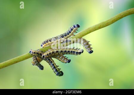 Vue macro des chenilles de Pieris brassicae sur la feuille verte. Banque D'Images