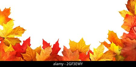 Feuilles d'érable colorées isolées sur fond blanc. Arrière-plan abstrait et lumineux du feuillage d'automne. Toile de fond panoramique d'automne. Vue de dessus Banque D'Images