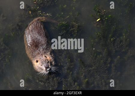 Wolfsburg, Allemagne. 23 août 2021. Un rat musqué (rat musqué) nage dans la rivière aller. Credit: Swen Pförtner/dpa/Alay Live News Banque D'Images