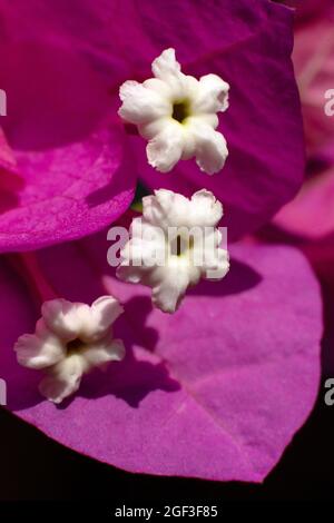 Tubes de couronne de la fleur de bougainvilliers avec feuilles de bractée magenta en image macro. Banque D'Images