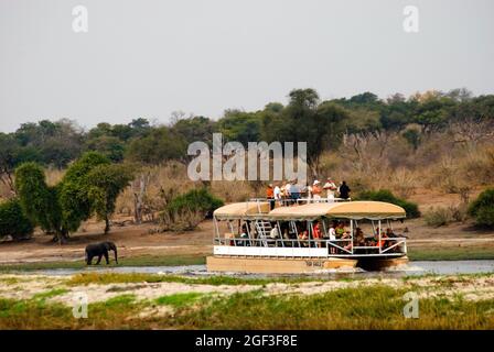 Touristes lors d'une croisière en bateau au coucher du soleil sur la rivière Chobe en regardant un éléphant, parc national de Chobe, Botswana Banque D'Images