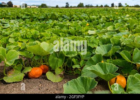 Variété culinaire de tracteur de citrouille poussant dans le champ au soleil, Kilduff Farm, East Lothian, Écosse, Royaume-Uni Banque D'Images