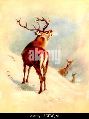 Archibald Thorburn - mammifères britanniques - Red Deer Stag and does Banque D'Images