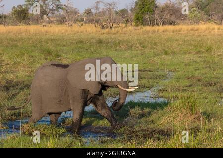 Éléphant de brousse africain (Loxodonta africana) marchant dans l'eau. Delta d'Okavango. Botswana Banque D'Images