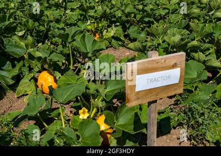 Variété culinaire de tracteur de citrouille poussant dans le champ au soleil, Kilduff Farm, East Lothian, Écosse, Royaume-Uni Banque D'Images