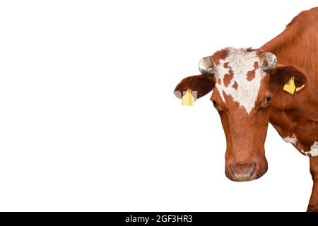 Portrait de vache à pois rouges amusant gros plan. Vache d'animaux de ferme avec cornes isolées sur fond blanc. Bannière avec espace de copie Banque D'Images