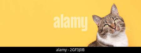 Portrait de tabby domestique gris court en face de fond jaune. Banque D'Images