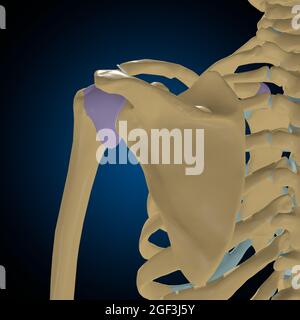 Capsule articulaire Anatomy for Medical concept 3D Illustration Banque D'Images