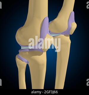 Capsule articulaire Anatomy for Medical concept 3D Illustration Banque D'Images