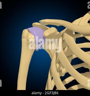 Capsule articulaire Anatomy for Medical concept 3D Illustration Banque D'Images