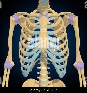 Capsule articulaire Anatomy for Medical concept 3D Illustration Banque D'Images