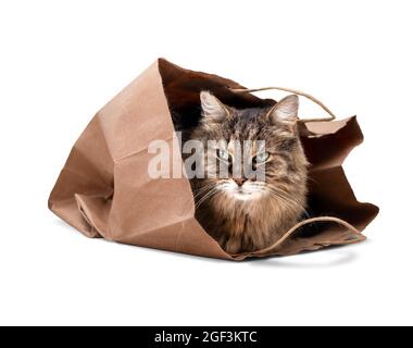 Chat senior assis dans le sac. Shy 15 ans chat âgé est à la recherche d'un grand sac de papier brun après avoir dormi dans lui. Chat à cheveux longs tabby avec gr Banque D'Images