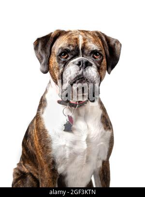 Boxer chien assis avec une expression sérieuse ou ennuyé, tout en regardant l'appareil photo. Vue avant du caleçon boxeur féminin adulte avec colorant bringé. Foc sélectif Banque D'Images