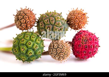 Baies de bois de chien ou fruits péchés. Groupe de drupes dans différents stades texturés de maturité et de couleurs. Décor ou nature. Appelé débit Banque D'Images