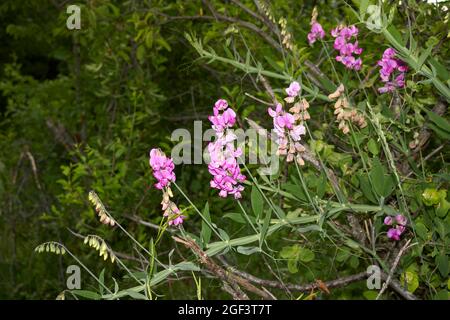 Lathyrus sylvestris des fleurs violettes Banque D'Images