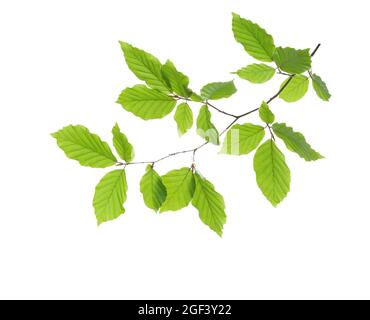 Branche de hêtre avec feuilles vertes fraîches isolées sur fond blanc. Mise au point sélective Banque D'Images