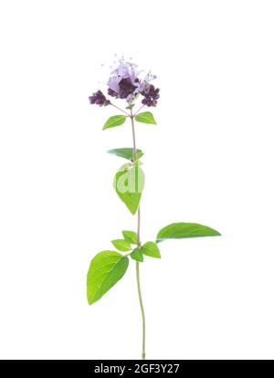 Petite branche d'origan à fleurs (Origanum vulgare) avec des feuilles vertes isolées sur un fond blanc. Mise au point sélective Banque D'Images